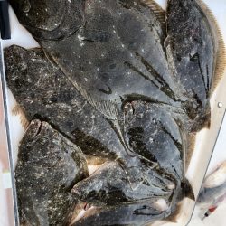 Magic(マジック) 釣果