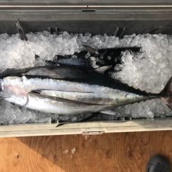 まると屋 釣果