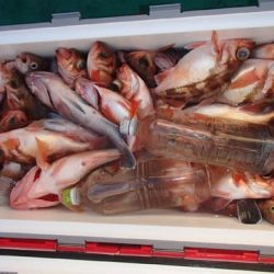 第二むつ漁丸 釣果