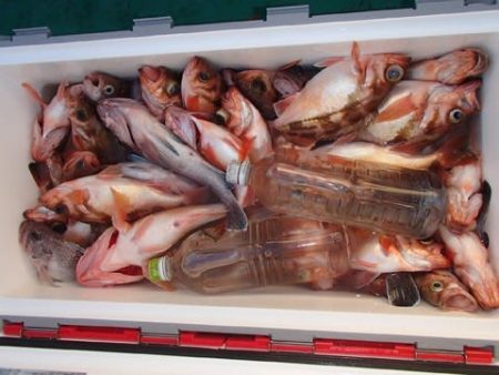 第二むつ漁丸 釣果