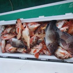 第二むつ漁丸 釣果