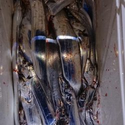 スカイマリン 釣果