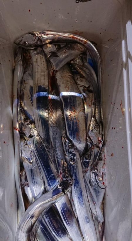 スカイマリン 釣果