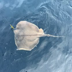 へいみつ丸 釣果