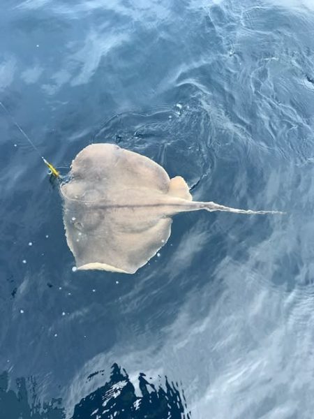 へいみつ丸 釣果