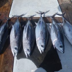 小海途 釣果
