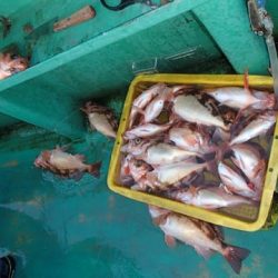 第二むつ漁丸 釣果