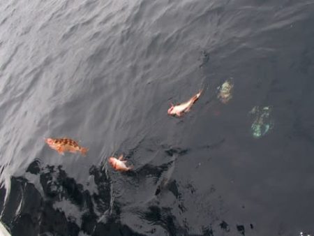 第二むつ漁丸 釣果