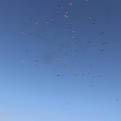 スカイマリン 釣果