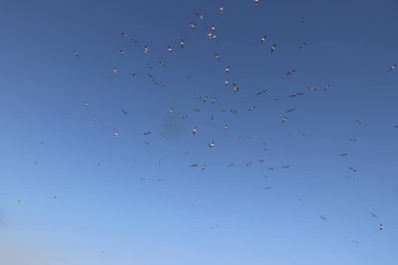 スカイマリン 釣果