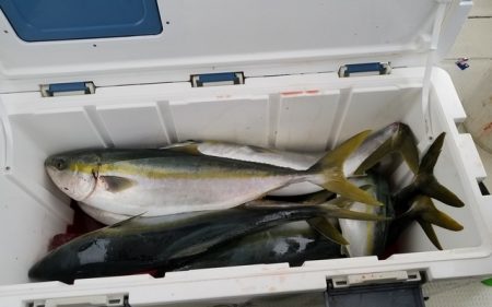 遊漁船　ニライカナイ 釣果