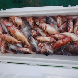 第二むつ漁丸 釣果