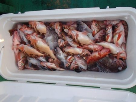 第二むつ漁丸 釣果