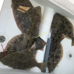 Magic（マジック） 釣果