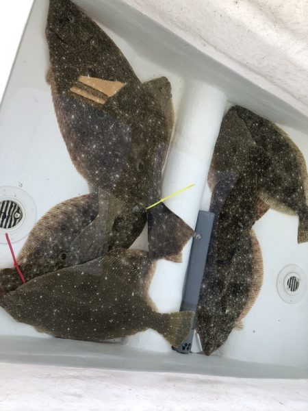 Magic（マジック） 釣果