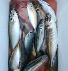 松福丸 釣果