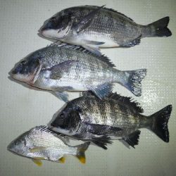 TOPGUN名古屋 釣果