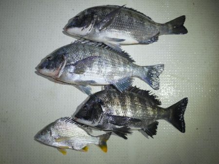 TOPGUN名古屋 釣果