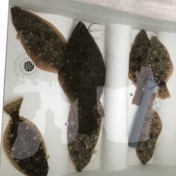 Magic(マジック) 釣果