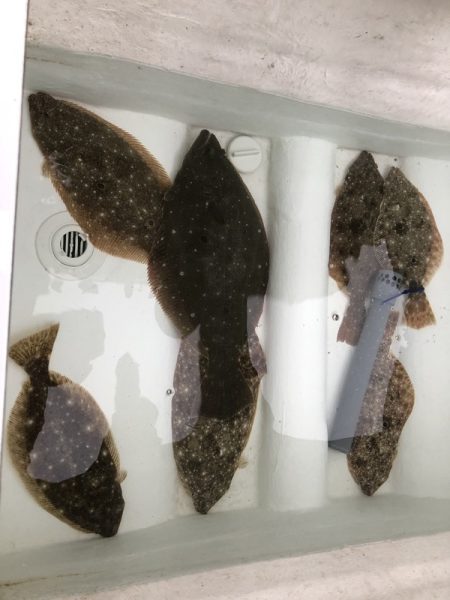 Magic(マジック) 釣果