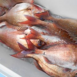 こうゆう丸 釣果