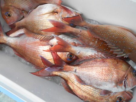 こうゆう丸 釣果