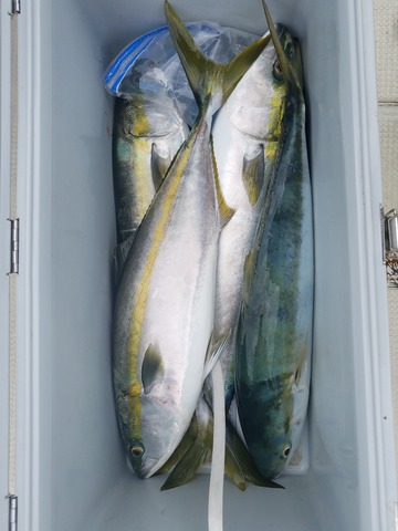 遊漁船 ニライカナイ 釣果