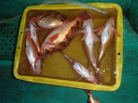 第二むつ漁丸 釣果