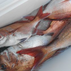 こうゆう丸 釣果