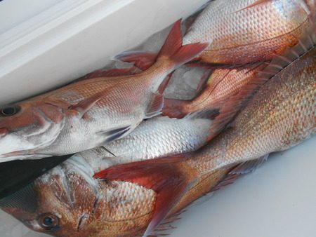 こうゆう丸 釣果