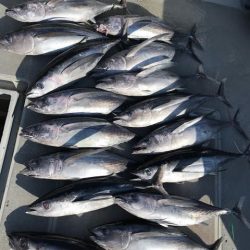 へいみつ丸 釣果