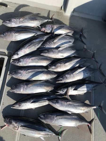 へいみつ丸 釣果