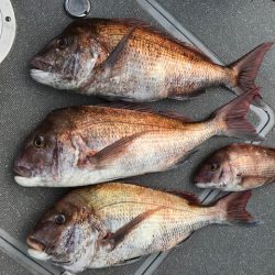 へいみつ丸 釣果