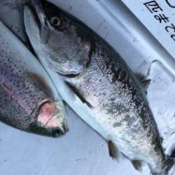 フィッシング サンクチュアリ 釣果