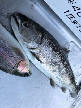 フィッシング サンクチュアリ 釣果