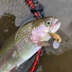 フィッシング サンクチュアリ 釣果