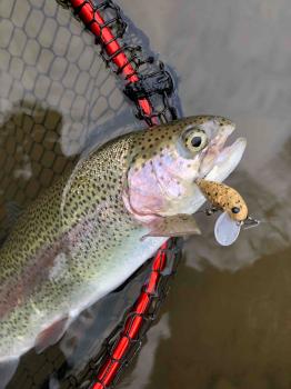 フィッシング サンクチュアリ 釣果