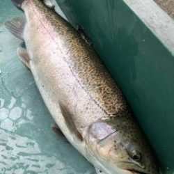 フィッシング サンクチュアリ 釣果