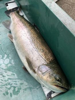 フィッシング サンクチュアリ 釣果