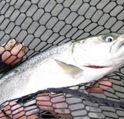 フィッシング サンクチュアリ 釣果