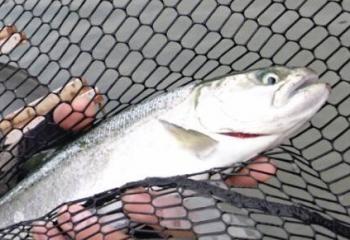 フィッシング サンクチュアリ 釣果