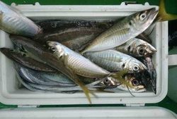 久里浜黒川本家 釣果