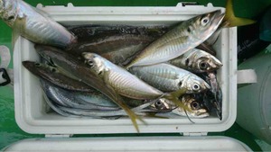 久里浜黒川本家 釣果