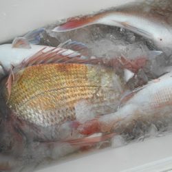 こうゆう丸 釣果