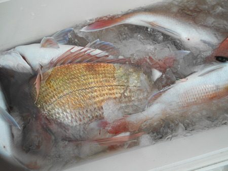 こうゆう丸 釣果