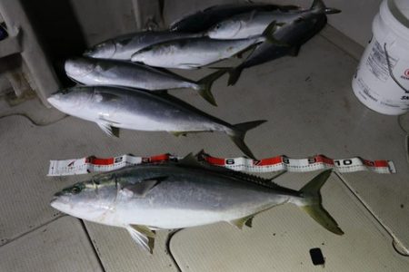 スカイマリン 釣果