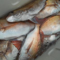 こうゆう丸 釣果