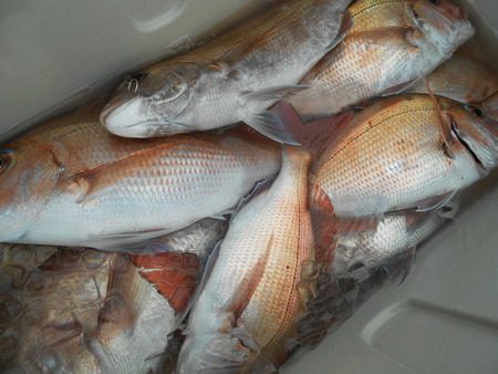 こうゆう丸 釣果