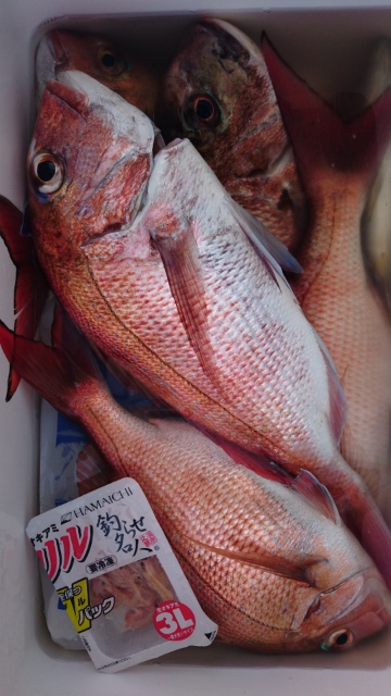 海晴丸 釣果