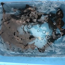 リトルワン 釣果